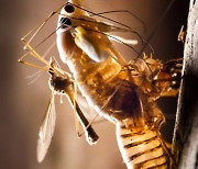 USA BROOD X CICADAS