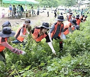 양구군 DMZ 내 가시박 등 생태 교란 식물 제거 추진