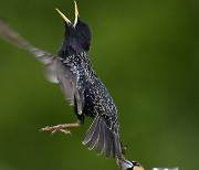 HUNGARY ANIMALS