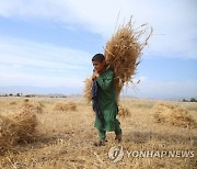 AFGHANISTAN AGRICULTURE