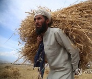 AFGHANISTAN AGRICULTURE