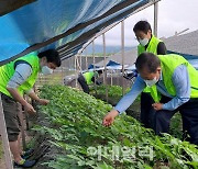 [포토] 농협 감사위원회, 농촌일손돕기