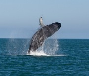 좌초·표류된 고래 유통만 금지하면 고래가 보호될까요?