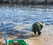 [헤럴드 포토]경북 포항 호미곶 해안서 자연산 '미역줍는 아낙'