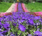 "꽃길만 걸으세요" 자라섬 남도에서 조성된 꽃길