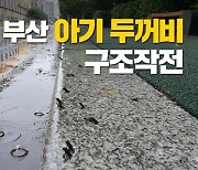 부산 아기 두꺼비 구조작전.. 취재기자도 뛰어든 이유