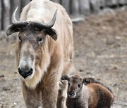 POLAND ANIMALS