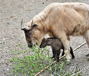 POLAND ANIMALS