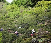 "명품 하동 야생차로 건강·여유 선물하세요"..특별할인 판매