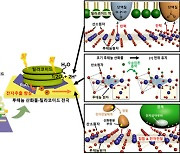 "시금치 추출물로 전력 생산"..소형 전자계산기 구동