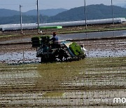 [사진] 본격적인 모내기 시작.. 분주한 농촌