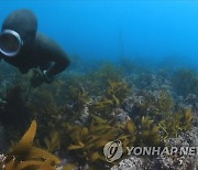 해산물 채취 바다 나섰던 고령 해녀 숨진 채 발견