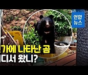 [영상] "곰이 내려왔다"..울산 농장에 반달곰 어슬렁