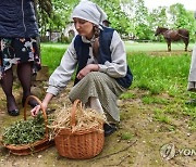 POLAND AGRICULTURE CANNABIS PHOTO SET