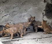 HUNGARY ANIMALS