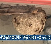 "지난달 충남 벌집제거 출동 81%↑..벌 쏘임 주의"