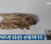 여수에서 '열대거세미나방' 유충 발견..농작물 피해 '주의'