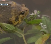 도심으로 돌아온 멸종위기종..생태계 복원 '청신호'