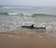 양양 하조대서 그물에 걸려 떠밀려 온 참돌고래 폐사