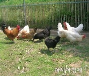 계란값 뛰자 산란계 수익 흑자전환..돼지고기는 640%↑