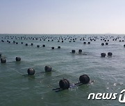 진도군, 김·모자반·톳 등 해조류 양식장 479㏊ 면허 얻어