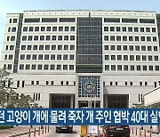 기르던 고양이 개에 물려 죽자 개 주인 협박 40대 실형