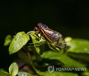 USA BROOD X CICADA