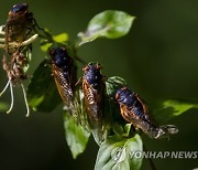 USA BROOD X CICADA