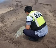 제주 해수욕장서 멸종위기 푸른바다거북 사체 발견