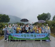 의령군, 서동생활공원 '사랑의 매실 수확 체험'