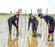 노동신문 "함경남도 모내기 적기 과학적으로 선정"