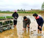 노동신문 "함경남도, 당 지도 속 모내기에 역량·수단 집중"