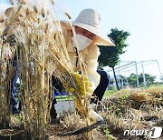 금호강 둔치서 보리수확하는 최기문 영천시장