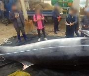 완도 해상서 어망에 걸려 죽은 7m 밍크고래 발견
