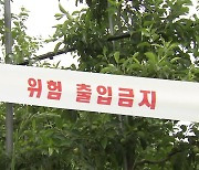 '과수화상병' 전국 확산..강원도 이어 사과 최대 주산지 경북서도 발생