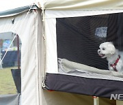 '시원한 텐트에서 캠핑 즐기는 애완견'