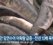 동해안 임연수어 어획량 급증..전년 10배 육박