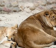 인도 동물원 사자 9마리 코로나 확진.. 1마리는 죽어