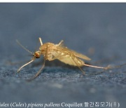 대구서 올해 첫 일본뇌염 매개 모기 발견