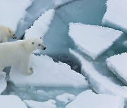 "북극 해빙, 예상보다 2배 빨리 감소..2040년까지 소멸하는 곳도" (연구)