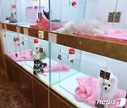 반려동물 생산·판매 100여곳 특별점검..'무허가 집중단속'