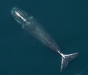 [1일IT템]인간의 탐욕이 고래를 위협하고 있다