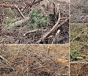 방치보다 가치있는 미이용 산림 내 목재자원(산림바이오매스)의 이용