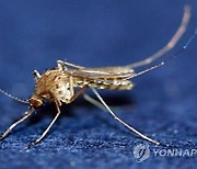 전북서 올해 첫 작은빨간집모기 발견..일본뇌염 매개체