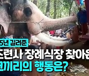 [영상] 코 들어올리며 마지막 인사..25년 돌봐준 조련사 조문한 코끼리