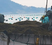 괭생이모자반 유입 피해 본 양식어가에 복구비 지원