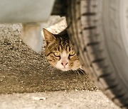 '길고양이 떼죽음' 범인은 70대 男.. "밤마다 울어서"