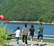 '걷기 명소' 장성호 수변길, 황금대나무숲 감탄사 연말