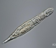 시베리아 영구동토서 2만4천년만에 해동된 담륜충 생식 활동