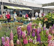 태안로컬푸드직매장 꽃시장 찾은 관광객